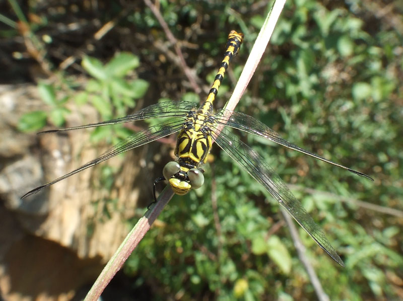 Onychogomphus forcipatus